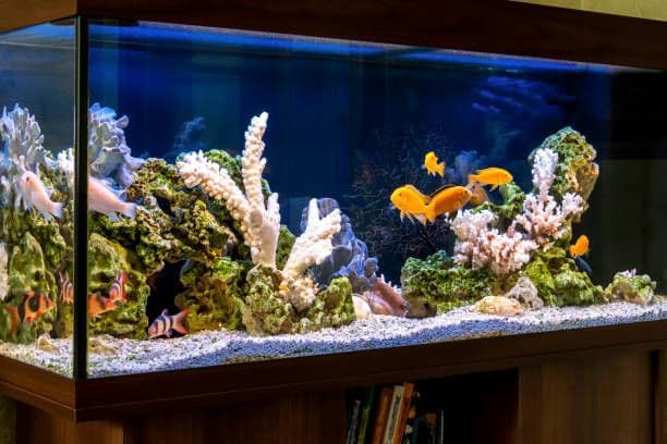 aquarium